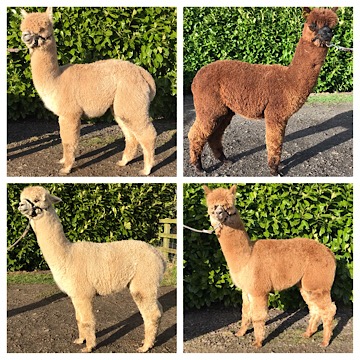 Young Stud males for sale at TOFT